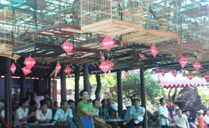 Den- ca- phe- truong- chim- nghe- chim- chao- mao-