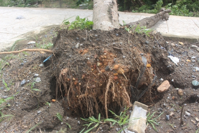 Cay- xanh- dua- nhau- nga- to- su- that- ngoai- vu