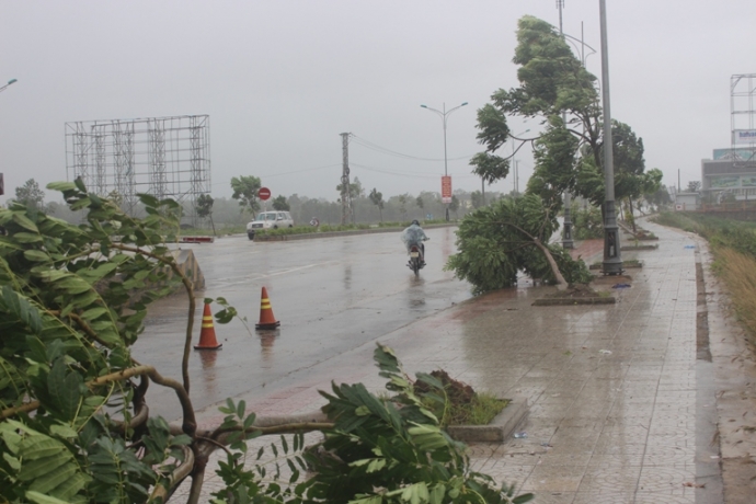 Cay- xanh- dua- nhau- nga- to- su- that- ngoai- vu