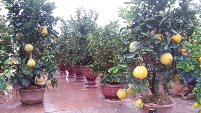 Buoi- phat- thu- bac- trieu- tai- hoi- cho- hoa- X