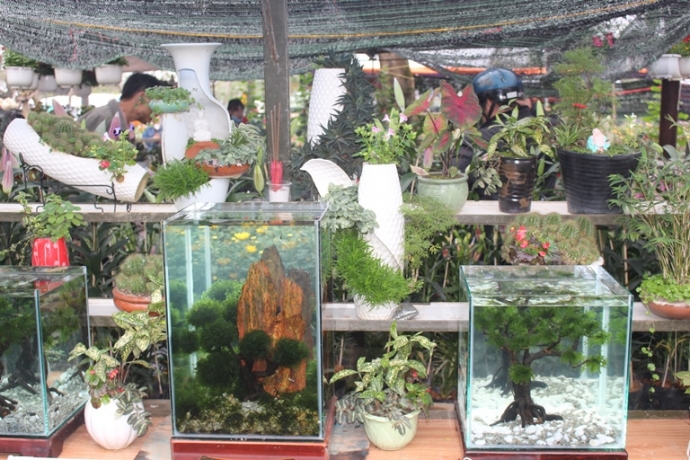 Bonsai- canh- vang- la- ngoc- cuc- doc- tai- cho- 