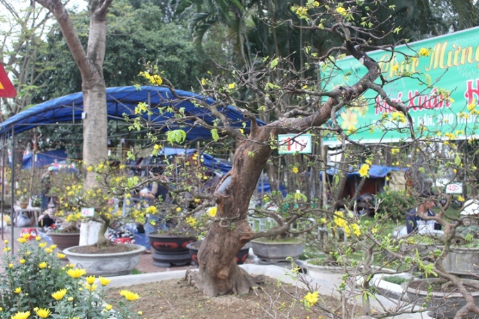 Soi- cay hoang- mai- 1- ty- giua- rung- hoa- mai- 