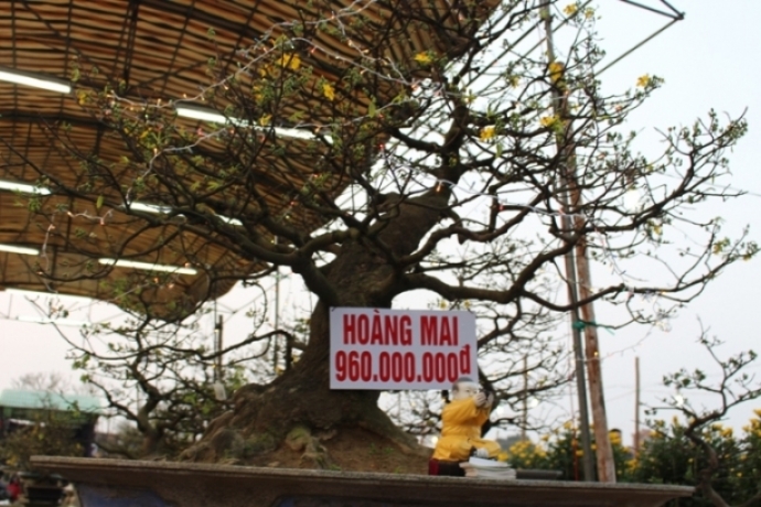 Soi- cay hoang- mai- 1- ty- giua- rung- hoa- mai- 