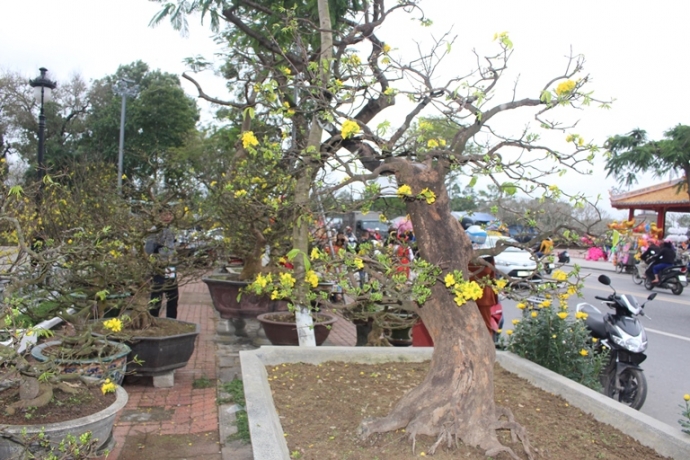 Soi- cay hoang- mai- 1- ty- giua- rung- hoa- mai- 