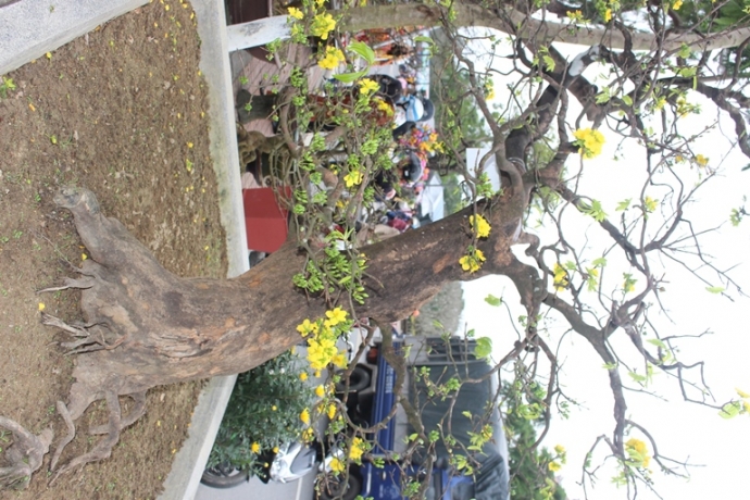 Soi- cay hoang- mai- 1- ty- giua- rung- hoa- mai- 