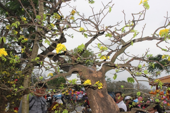 Soi- cay hoang- mai- 1- ty- giua- rung- hoa- mai- 