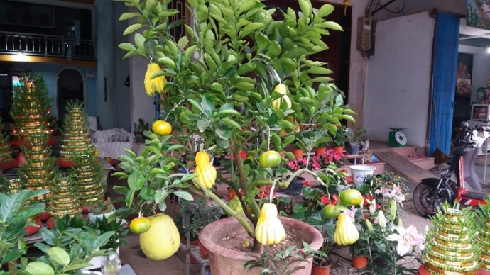 San- phat- thu- buoi- phat- thu- bac- trieu- choi-