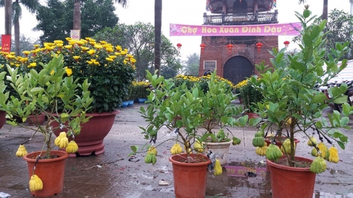 San- phat- thu- buoi- phat- thu- bac- trieu- choi-