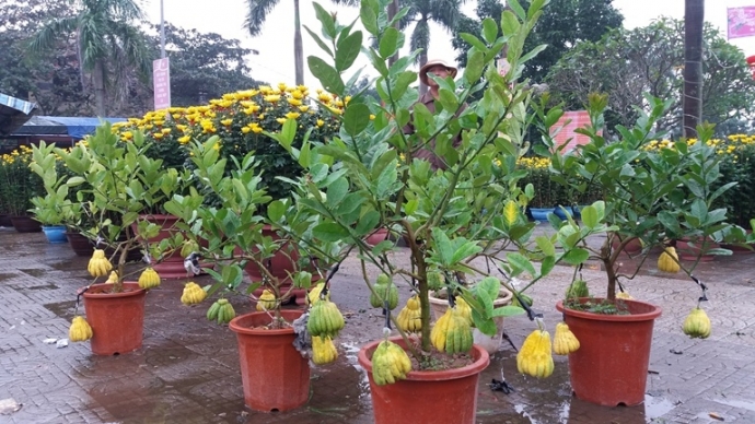 San- phat- thu- buoi- phat- thu- bac- trieu- choi-