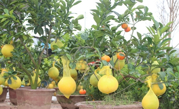 San- phat- thu- buoi- phat- thu- bac- trieu- choi-