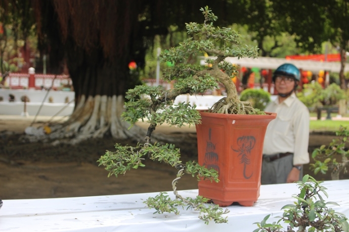 Me- man- vuon- bonsai- dua- nhau- khoe- dang- giua