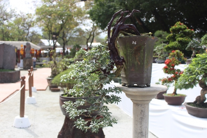 Me- man- vuon- bonsai- dua- nhau- khoe- dang- giua