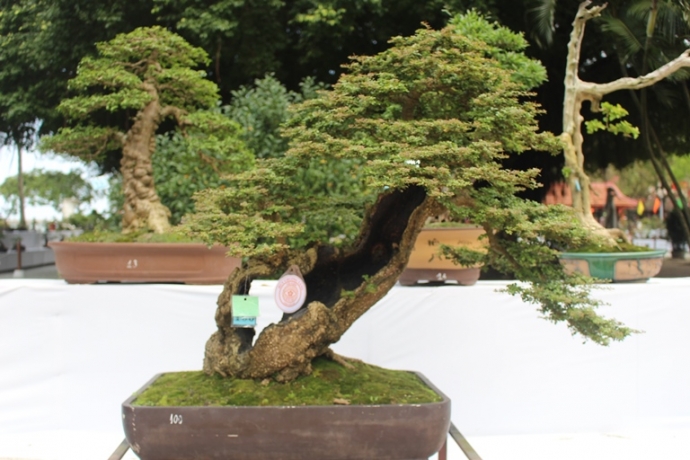 Me- man- vuon- bonsai- dua- nhau- khoe- dang- giua