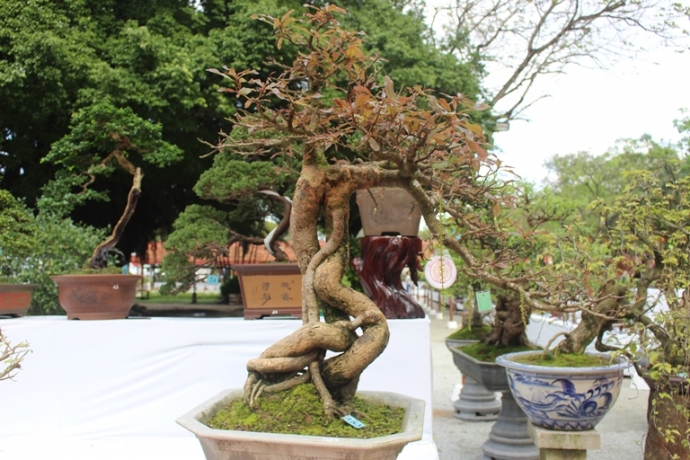 Me- man- vuon- bonsai- dua- nhau- khoe- dang- giua