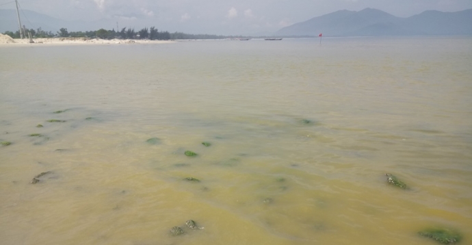 Xuat- hien- dai- nuoc- mau- vang- bat- thuong- tai