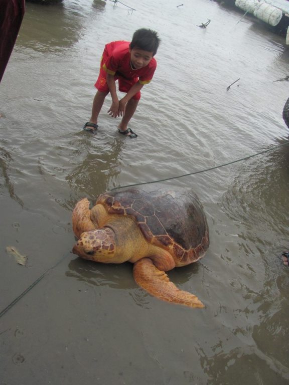 Tha- cu- rua- quy- hiem- gan- 70kg- ve- lai- voi- 