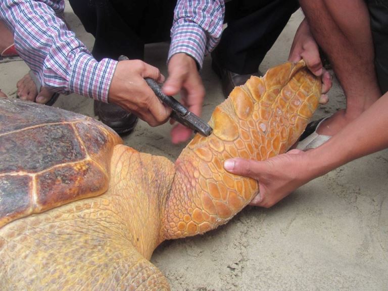 Tha- cu- rua- quy- hiem- gan- 70kg- ve- lai- voi- 