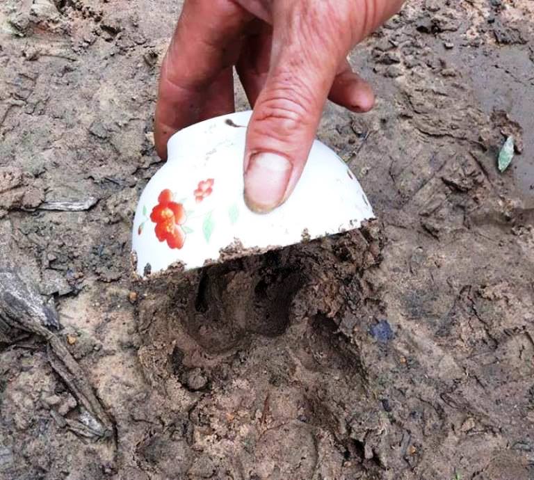 Quang- Tri- Nghi- van- bao- hoa- mai- xuat- hien- 