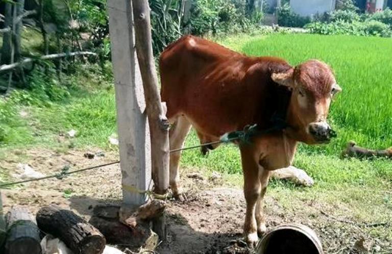 Vi- sao- bo- chinh- sach- cap- chu yeu- cho- can- 