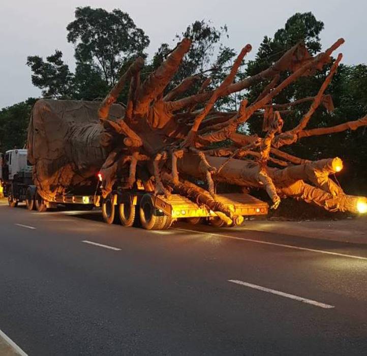 3- xe- dau- keo- cho- cay- nhu- quai- thu- bi- pha