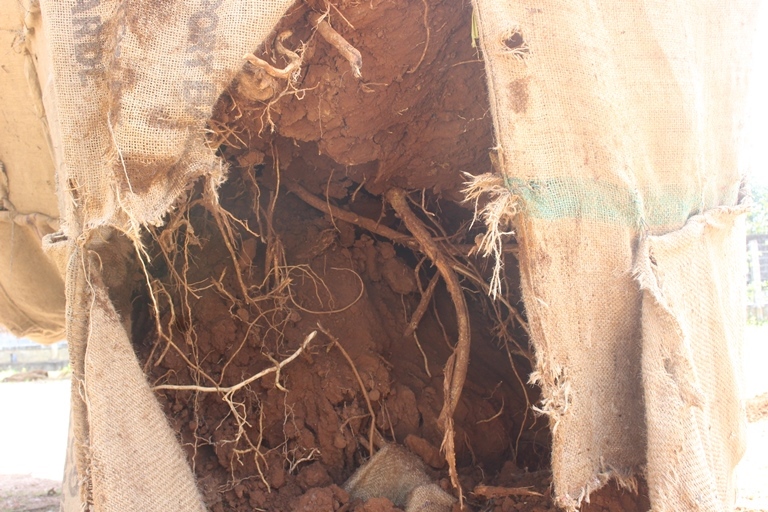 Can- canh- nhung- cay- khung- nhu- quai- thu- duoc