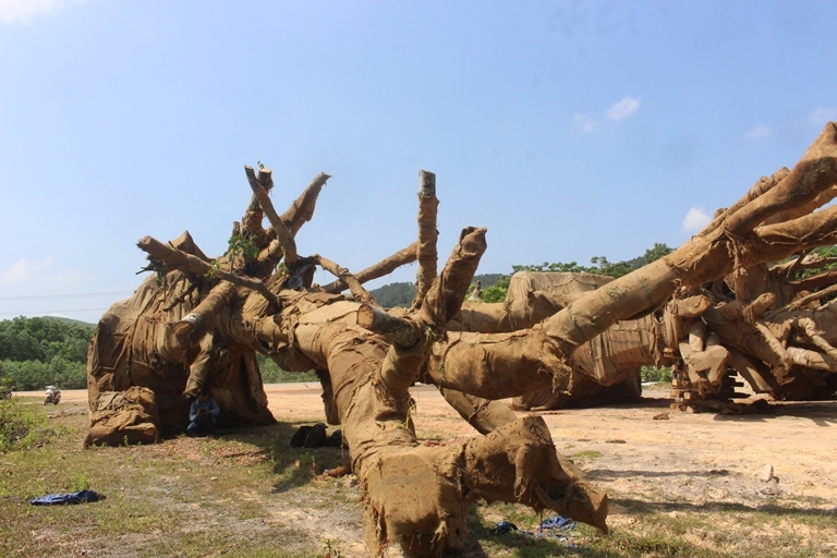 Can- canh- nhung- cay- khung- nhu- quai- thu- duoc