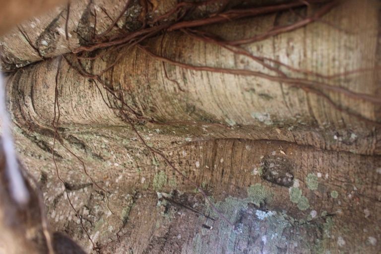 Cay- khung- nhu- quai- thu- Chu- yeu- gia- tri- tr