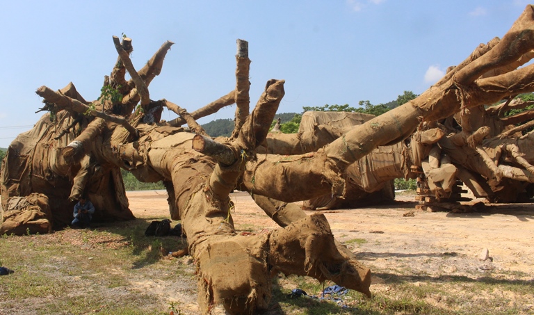 Ai- la- chu- cua- cay- khung- nhu- quai- thu- bo- 