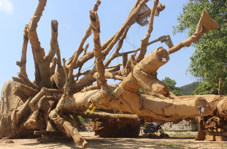 Ai- la- chu- cua- cay- khung- nhu- quai- thu- bo- 