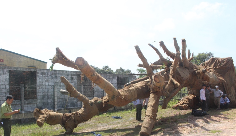 Vu- cay- khung- nhu- quai- thu- o- Hue- Ho- so- la