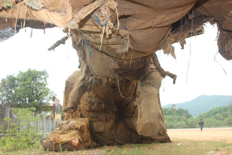 Cuc- Kiem- lam- chi- dao- gi- sau- vu- 3- cay- khu