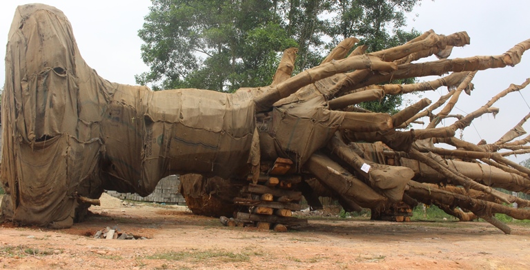 Suc- khoe- 3- cay- khung- nhu- quai- thu- ra- sao-