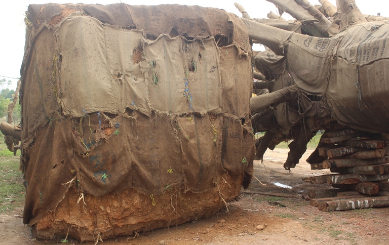 Suc- khoe- 3- cay- khung- nhu- quai- thu- ra- sao-