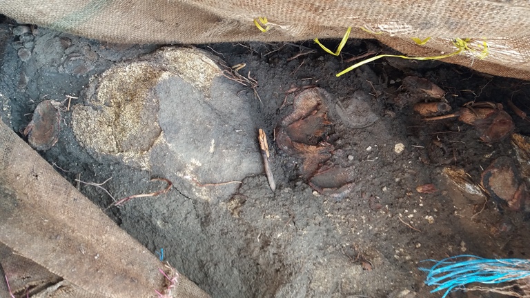 Suc- khoe- 3- cay- khung- nhu- quai- thu- ra- sao-