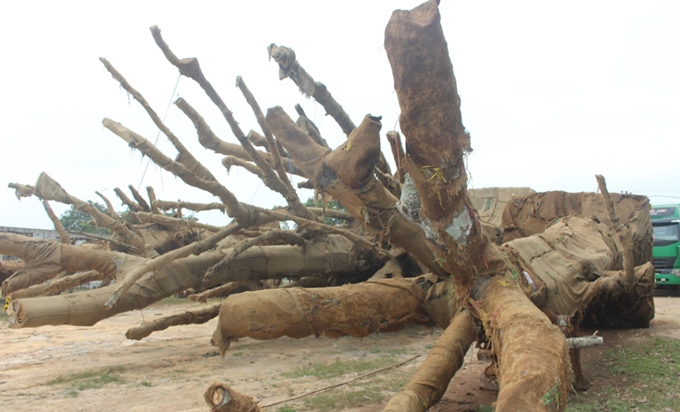 Suc- khoe- 3- cay- khung- nhu- quai- thu- ra- sao-