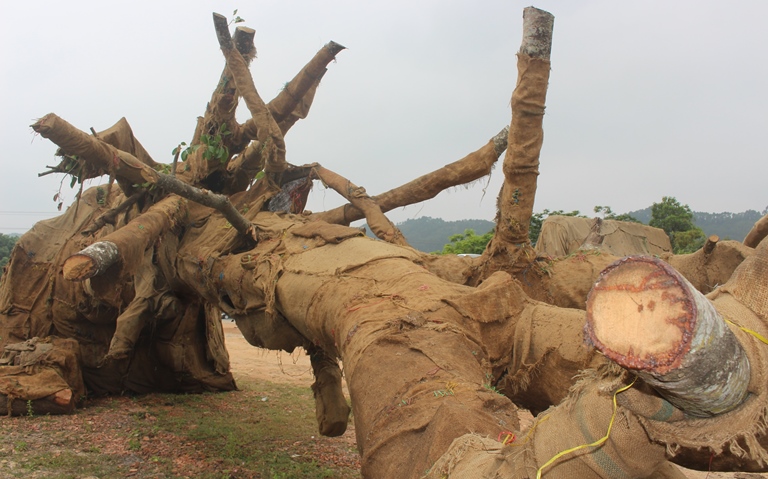 Suc- khoe- 3- cay- khung- nhu- quai- thu- ra- sao-