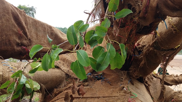 Suc- khoe- 3- cay- khung- nhu- quai- thu- ra- sao-