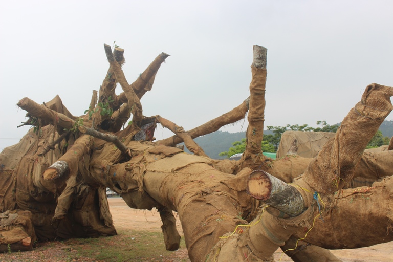 Chu- 3- cay- khung- nhu- quai- thu- khai- gi- tai-