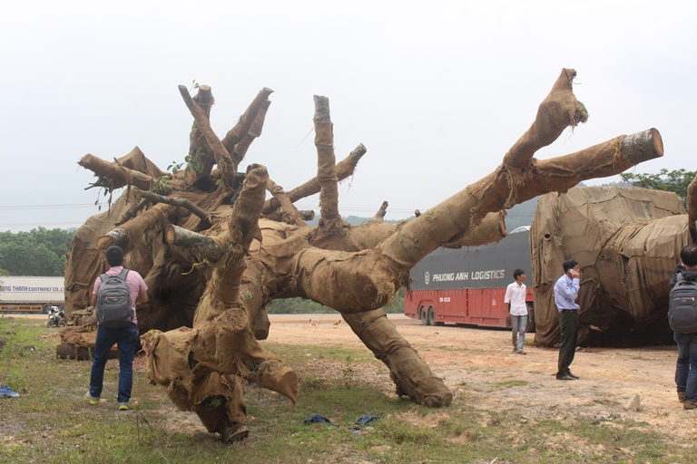 Chu- 3- cay- khung- nhu- quai- thu- khai- gi- tai-