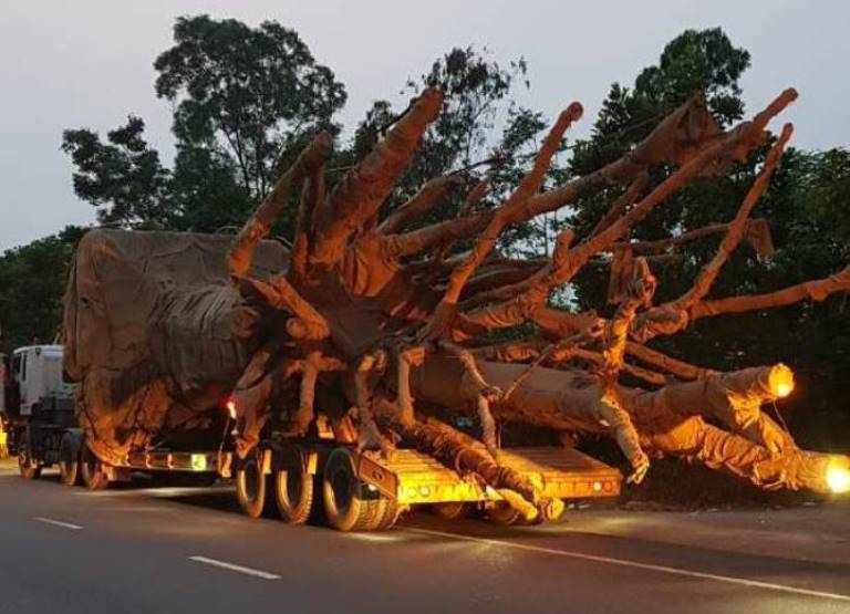 Chua- biet- dich- den- cu- the- cua- 3- cay- khung