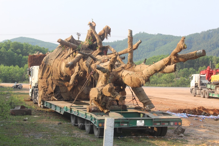 Can- canh- 3- cay- khung- nhu- quai- thu- chuan- b