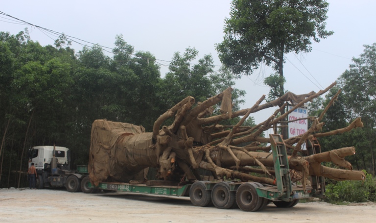 Xe- cho- cay- khung- nhu- quai- thu- Ra- day- dau-