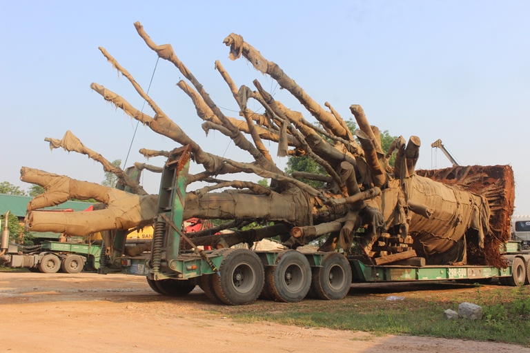 Xe- cho- cay- khung- nhu- quai- thu- Ra- day- dau-