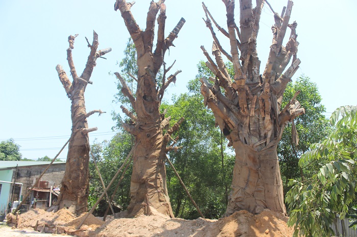 3- cay- khung- nhu- quai- thu- song- tam- tai- die