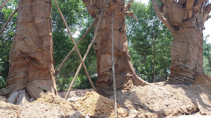 3- cay- khung- nhu- quai- thu- song- tam- tai- die