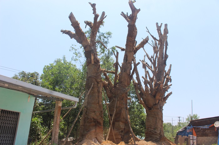 3- cay- khung- nhu- quai- thu- song- tam- tai- die