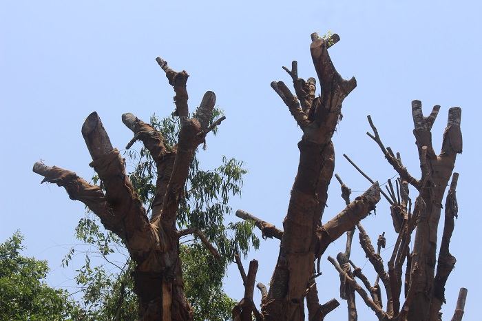 3- cay- khung- nhu- quai- thu- song- tam- tai- die