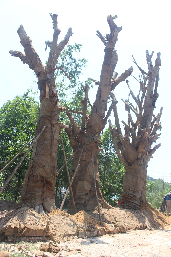 3- cay- khung- nhu- quai- thu- song- tam- tai- die