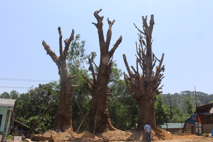 3- cay- khung- nhu- quai- thu- song- tam- tai- die