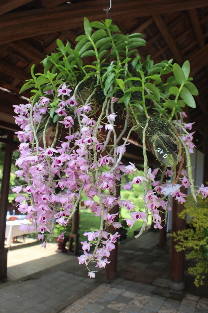 Me- man- loai- hoa- quy- phai- 3- mien- tu- hoi- v